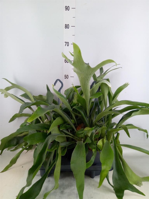 <h4>Platycerium bifurc.</h4>