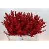 Ilex Crimson