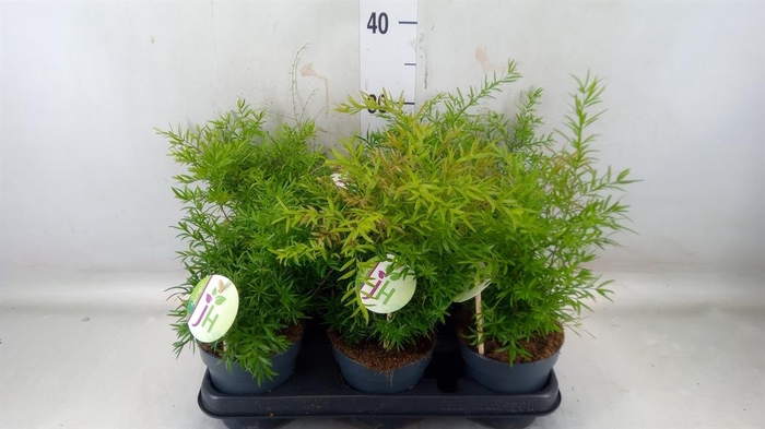 <h4>Asparagus   ...mix</h4>