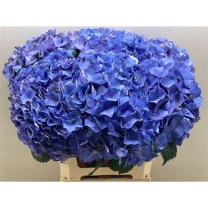 Hydr M My Delftblue 60cm