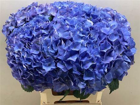 <h4>Hydr M My Delftblue 60cm</h4>