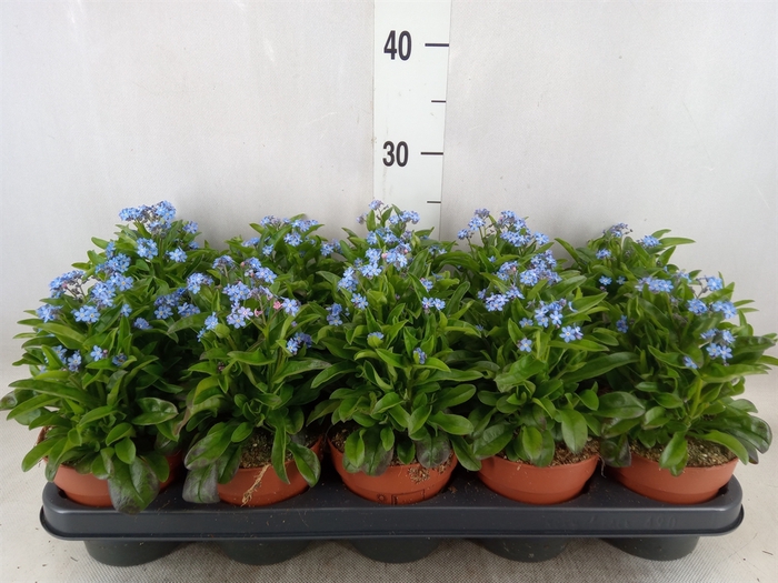 <h4>Myosotis sylv. 'Laura deep Blue'</h4>