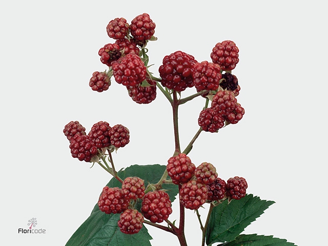 Rubus (braam)