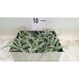 Tillandsia