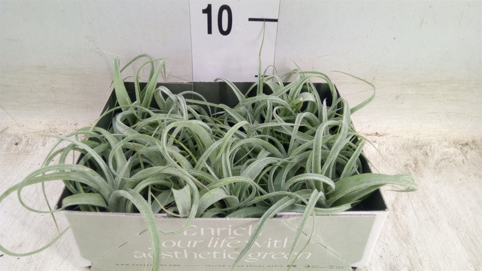 <h4>Tillandsia</h4>