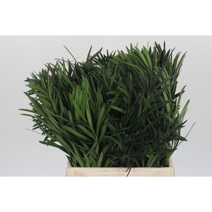 Podocarpus (Per stem)
