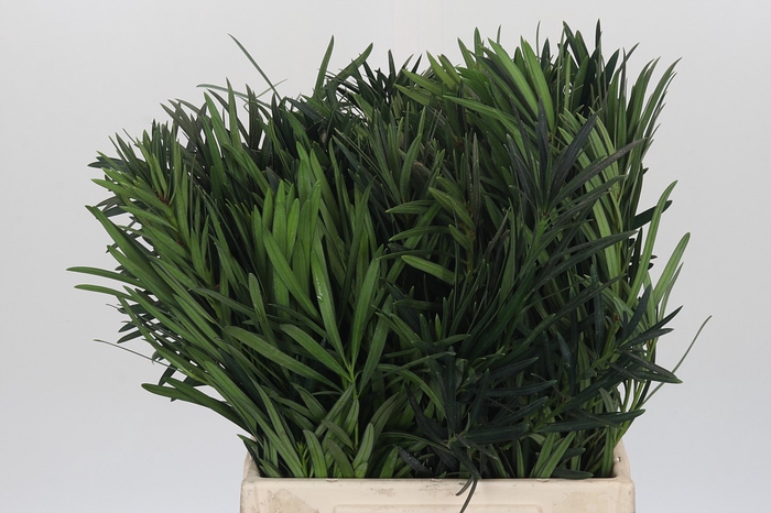 <h4>Podocarpus (Per stem)</h4>