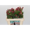 Ranunculus Magical Raspberry