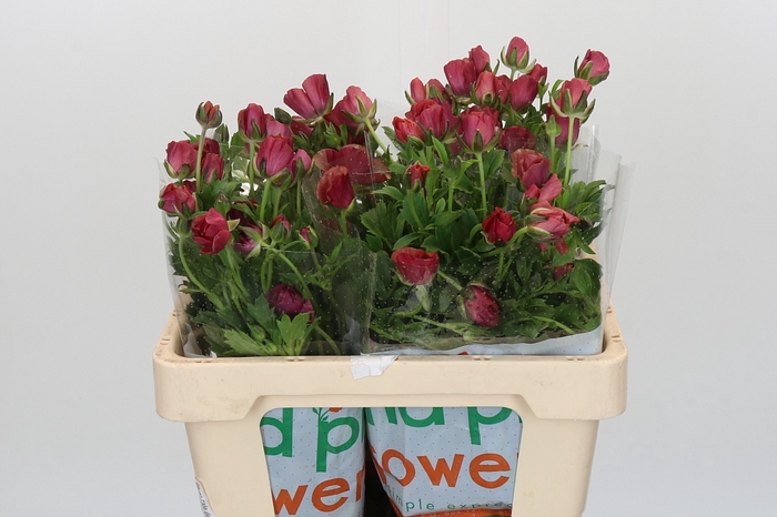 Ranunculus Magical Raspberry
