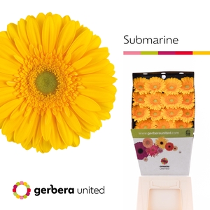 Gerbera Submarine Diamond