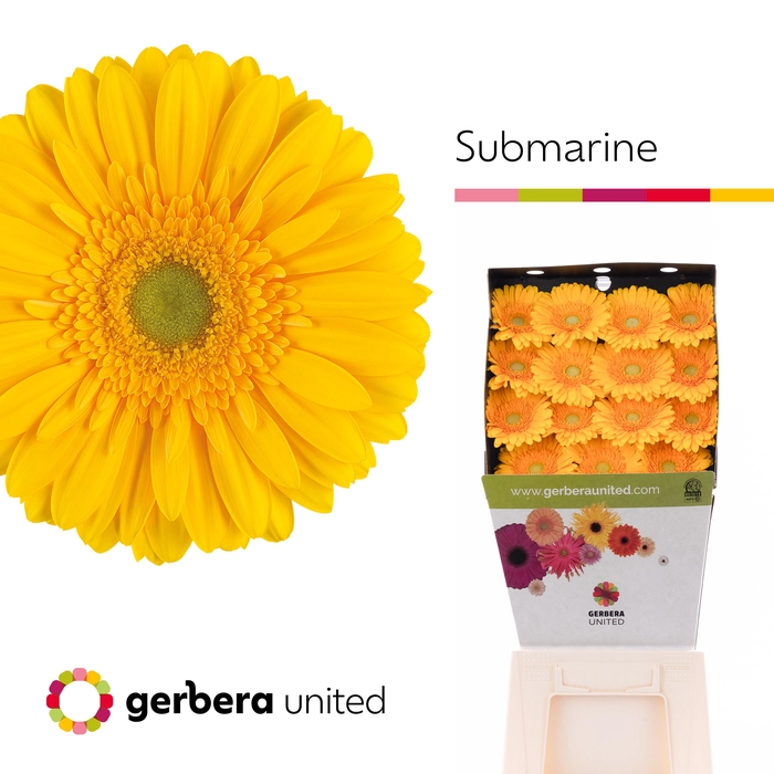 <h4>Gerbera Submarine Diamond per kaart</h4>