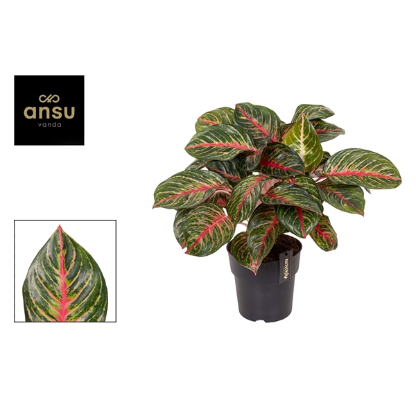 <h4>Aglaonema Olive Red</h4>