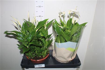 <h4>Spath Bellini 15+</h4>