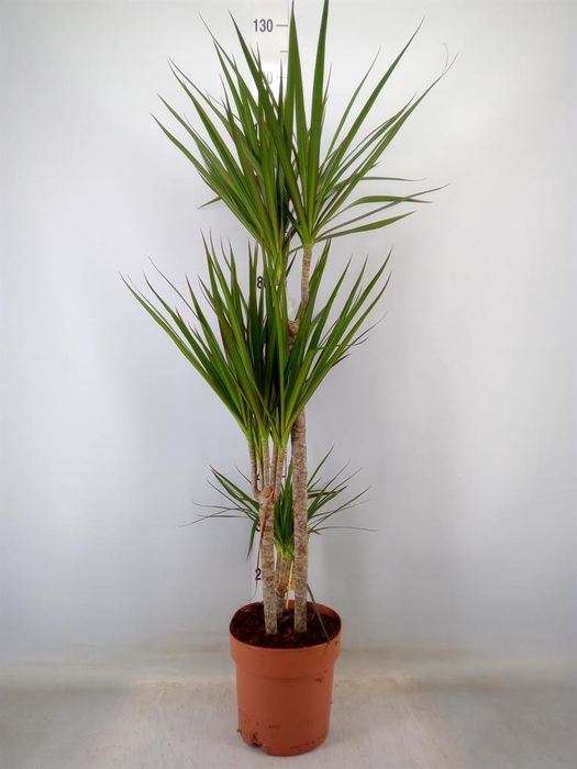 <h4>Dracaena marg.</h4>