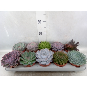 Echeveria   ...mix