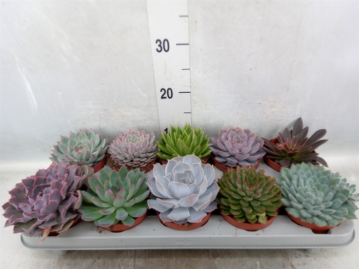 Echeveria   ...mix