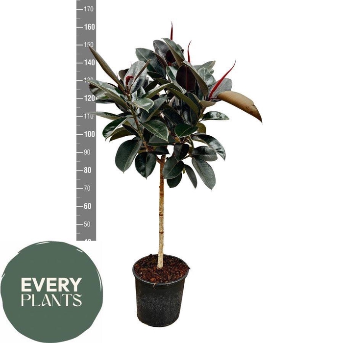 <h4>FIC EL ABIDJAN</h4>