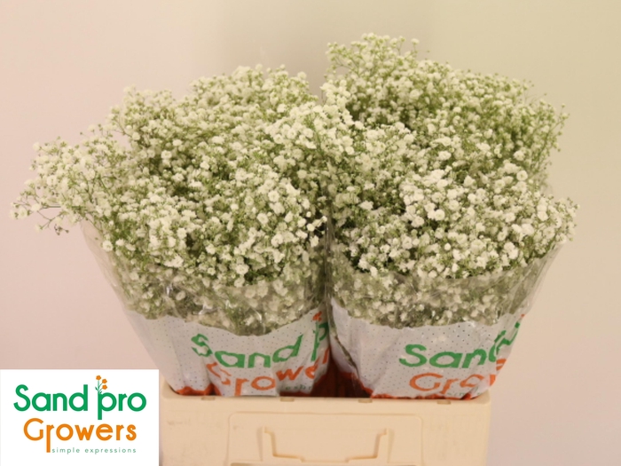 <h4>GYPS PA XLENCE</h4>