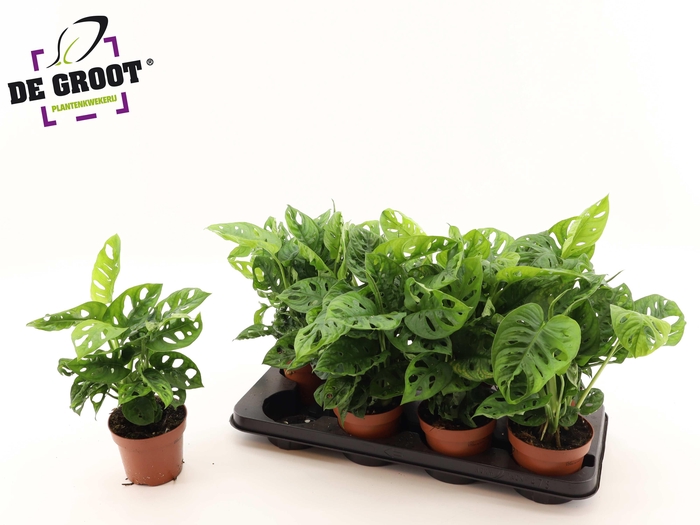 <h4>MONSTERA ADANSONII</h4>