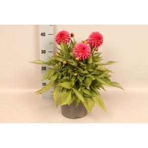 Dahlia 19 cm Pink
