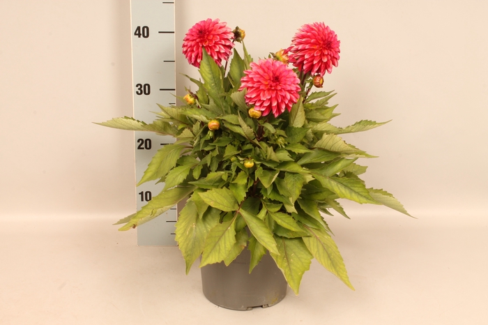 <h4>Dahlia 19 cm Pink</h4>