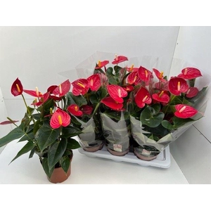 ANTHURIUM  'TREMENDO'