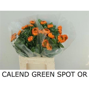CALEND GREEN SPOT OR