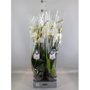 Phalaenopsis  'Ant Nottingham'