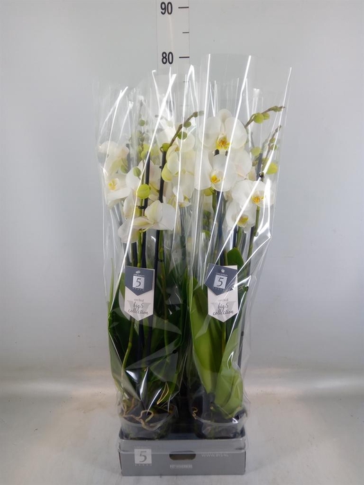 <h4>Phalaenopsis  'Ant Nottingham'</h4>