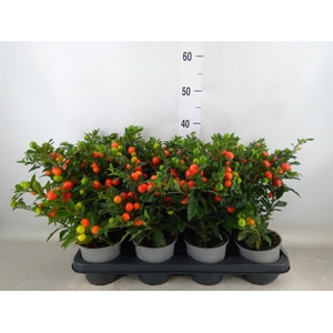 Solanum pseudocapsicum 'Bartoli'