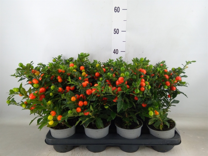 <h4>Solanum pseudocapsicum 'Bartoli'</h4>