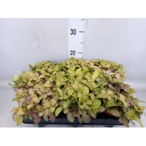Fittonia   ...