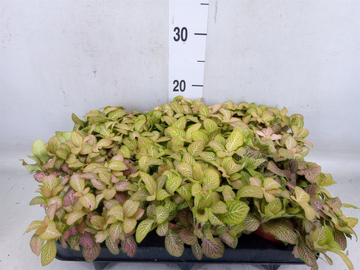 <h4>Fittonia   ...</h4>