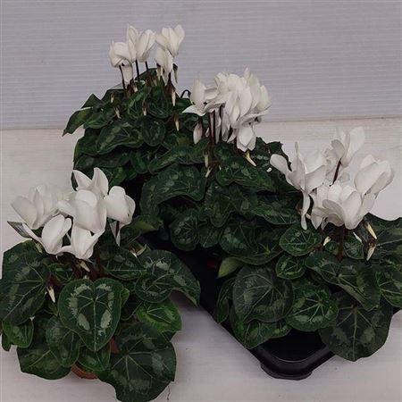 arr8 Cycl Md Sup Macro White