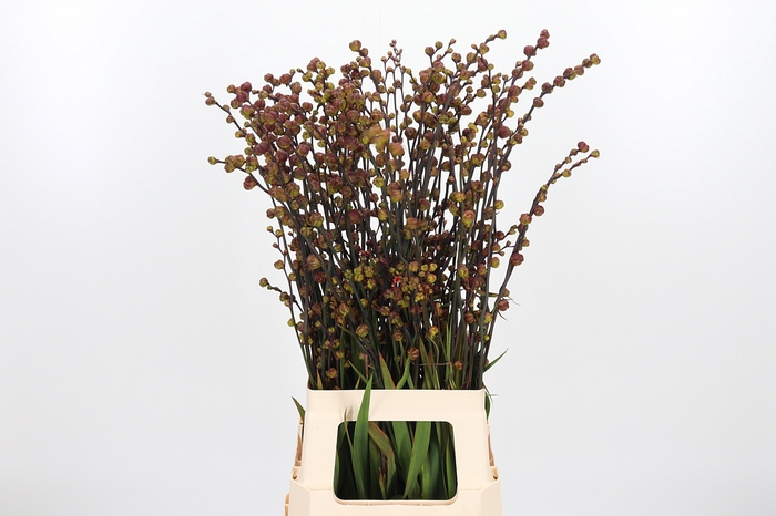 <h4>Crocosmia - Bes V Ba</h4>