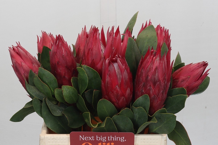 <h4>Protea Cynaroides Madiba</h4>