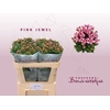Bouvardia si pink jewel