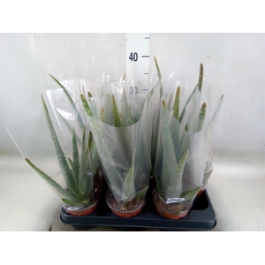 Aloe vera