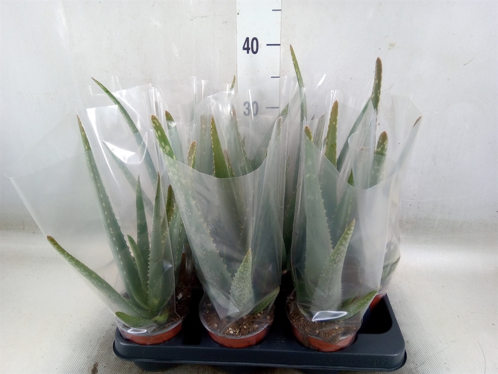 <h4>Aloe vera</h4>