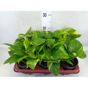 Epipremnum pinn. 'Aureum'