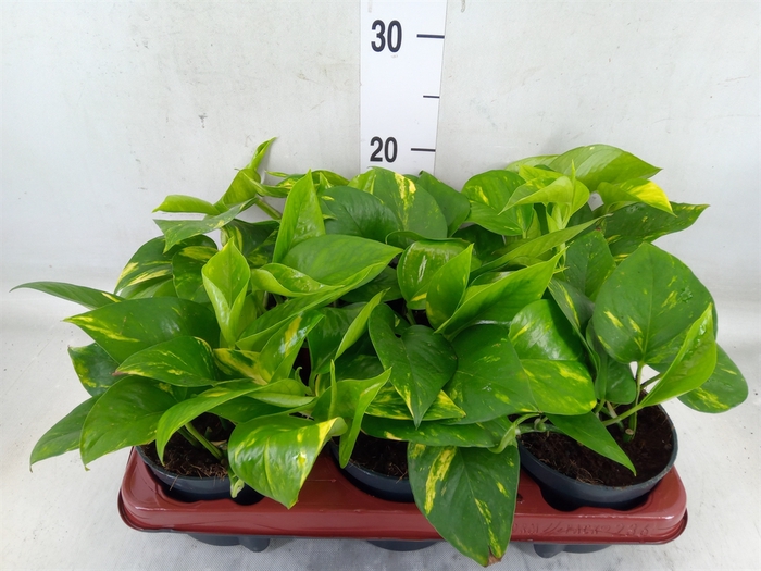 <h4>Epipremnum pinn. 'Aureum'</h4>
