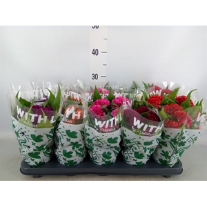 Celosia arg. CR 'Twisted'   ...mix