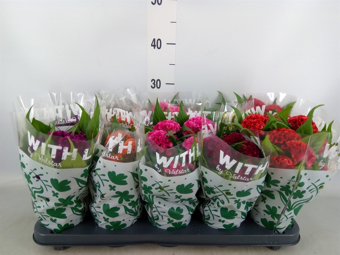 <h4>Celosia arg. CR 'Twisted'   ...mix</h4>