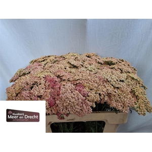 Achillea M Lachsschonheit