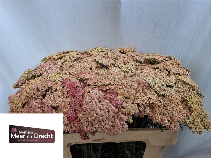 <h4>Achillea M Lachsschonheit</h4>