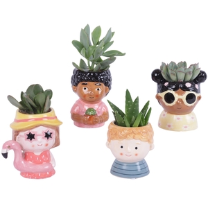 Succulenten mix 5,5 cm in happy face pot