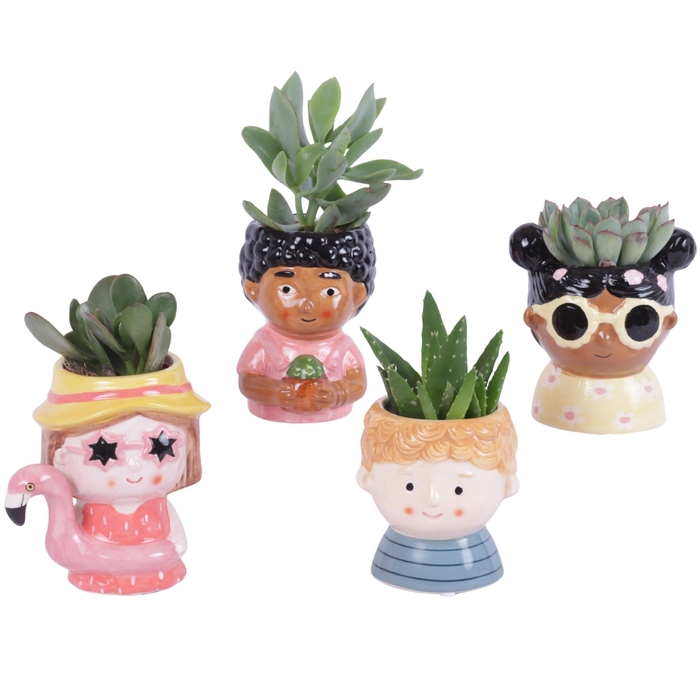 <h4>Succulenten mix 5,5 cm in happy face pot</h4>