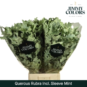 Quercus Rubra sleeve L80 Klbh. Mint