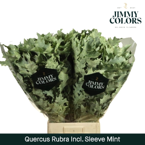 <h4>Quercus Rubra sleeve L80 Klbh. Mint</h4>