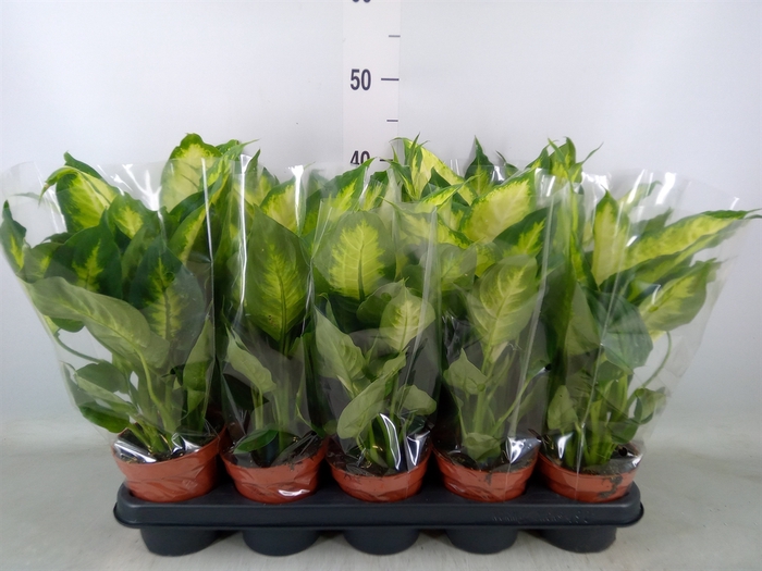 <h4>Dieffenbachia  'Camilla'</h4>